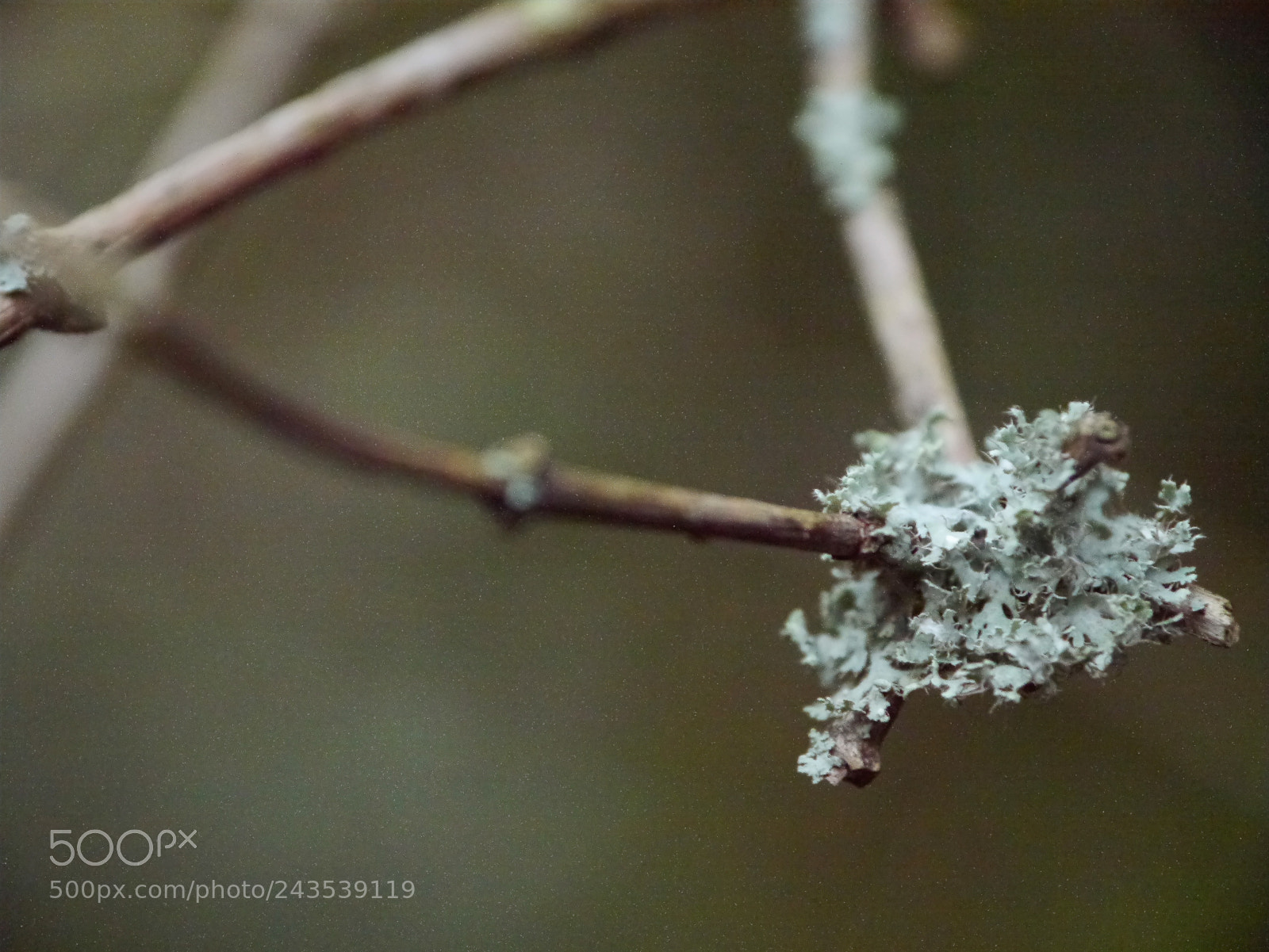 Panasonic Lumix DMC-G3 sample photo. Branch photography