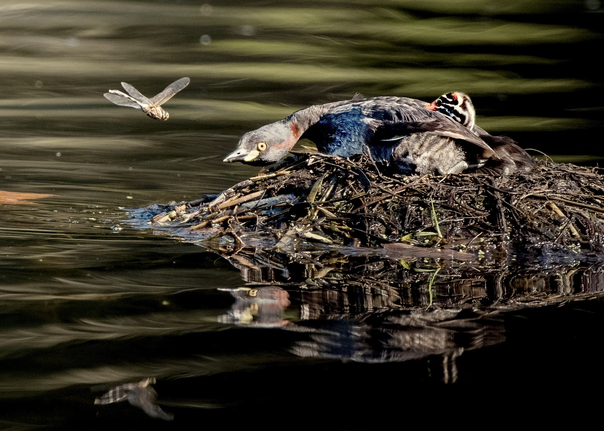 Nikon D810A sample photo. Grebe‘s baby photography