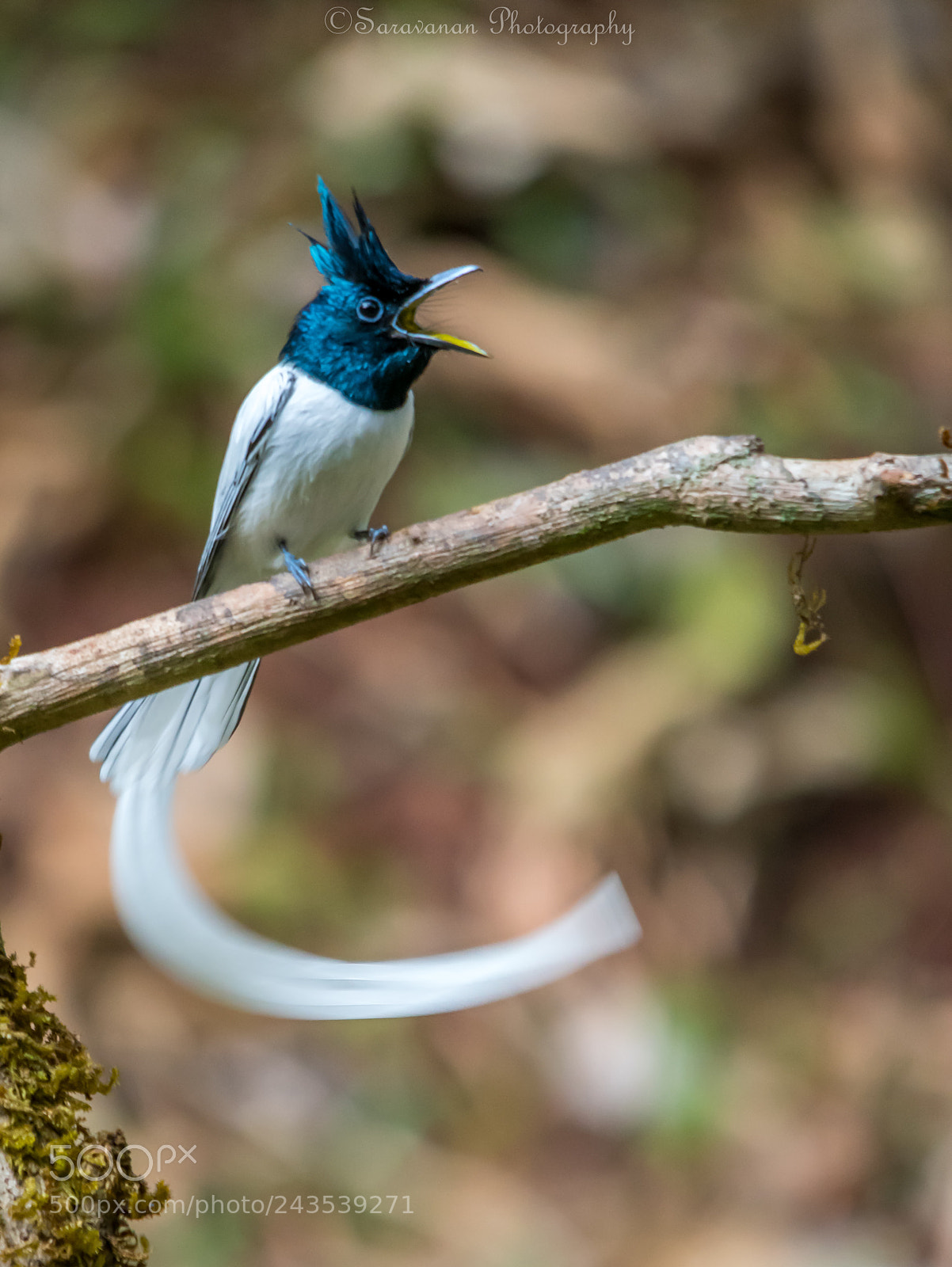 Nikon D500 sample photo. Angry bird photography