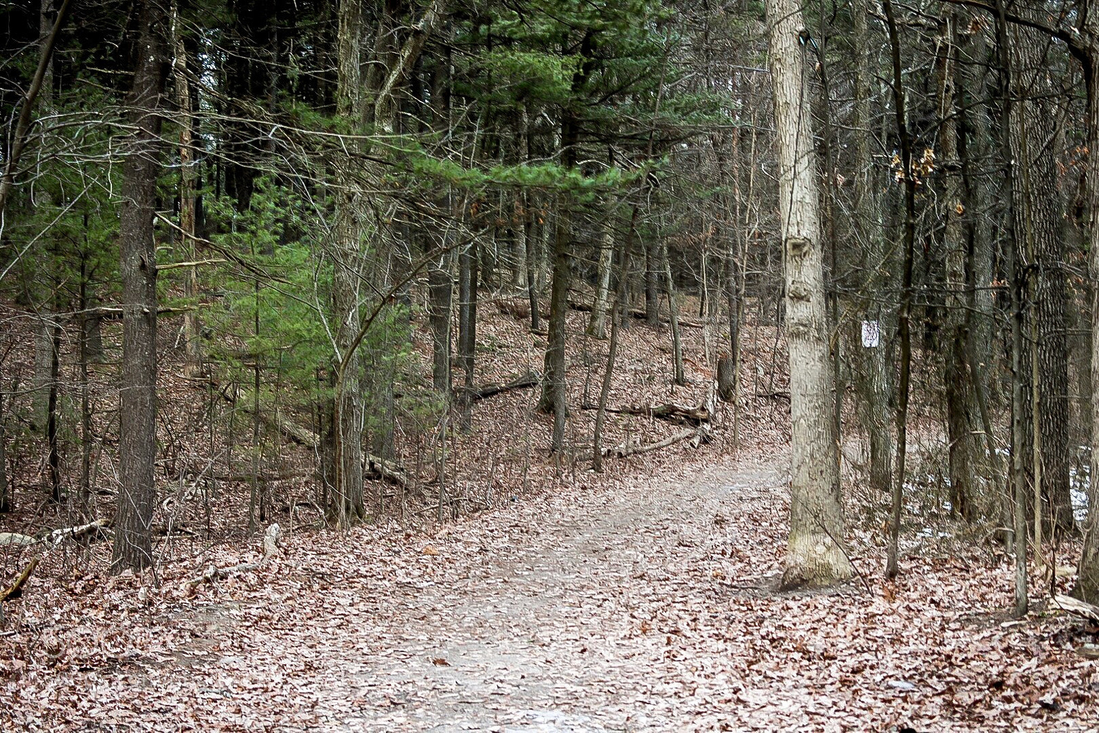 Nikon D7200 sample photo. On the trail photography