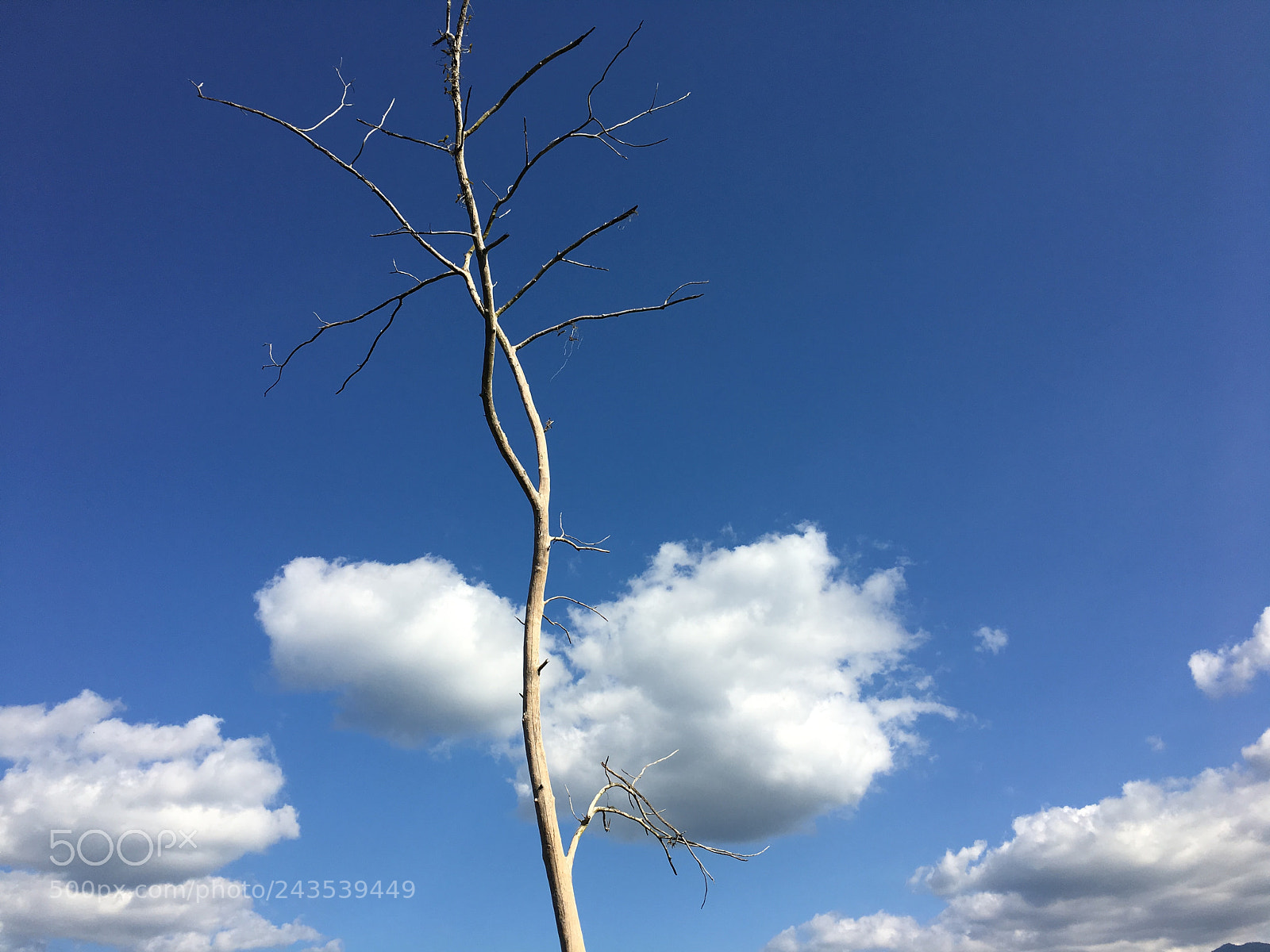 Apple iPhone 6s sample photo. Cloud tree photography