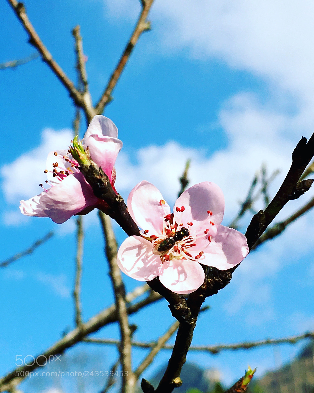 Apple iPhone 6s Plus sample photo. Plum blossom photography