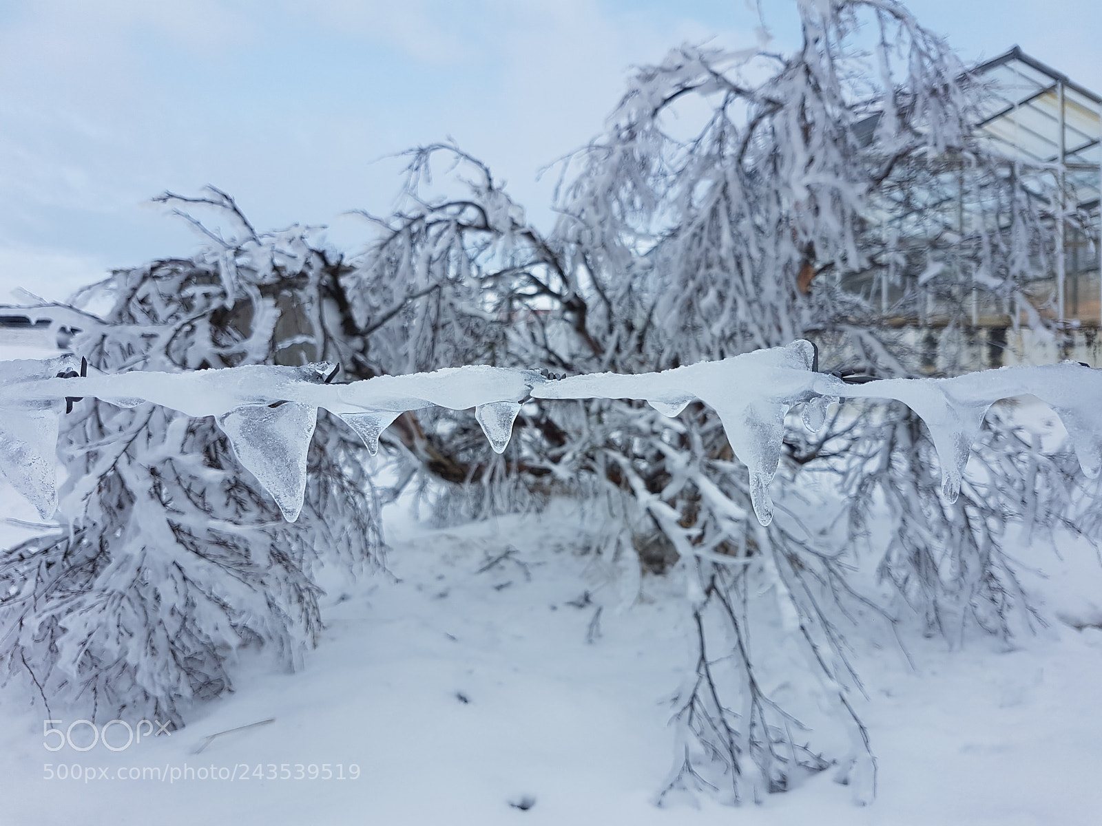 Samsung Galaxy S7 Edge sample photo. Ice on wire photography