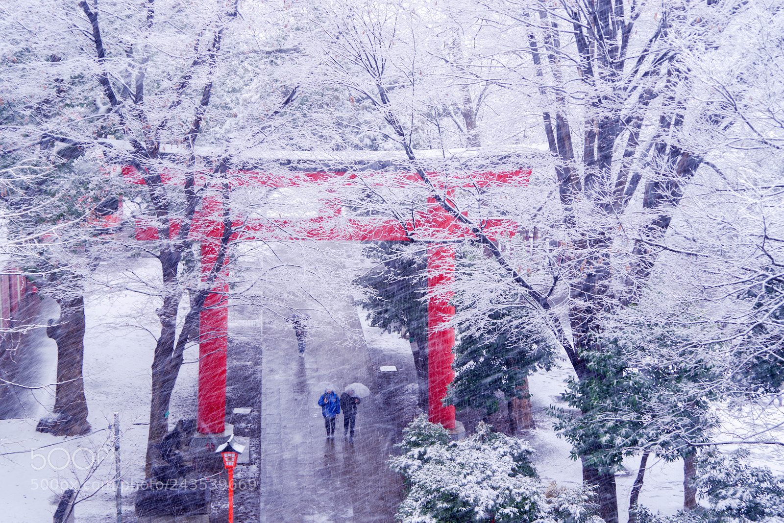 Pentax K-1 sample photo. 風雪と赤い鳥居の参道 photography