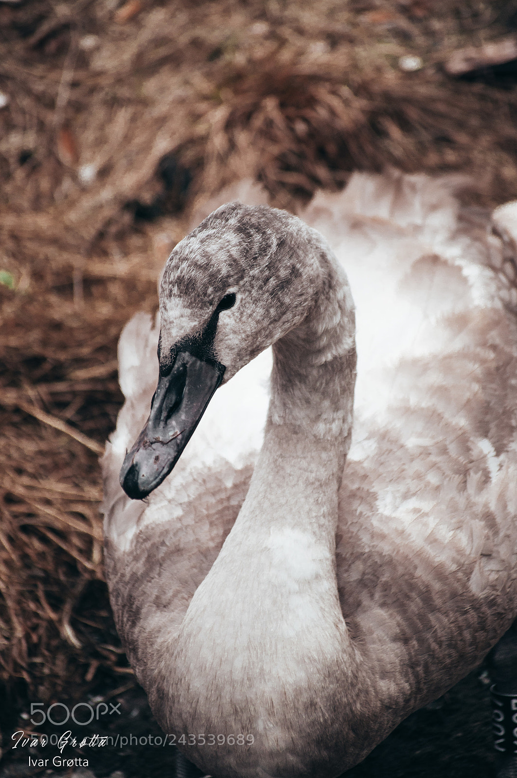Nikon D5000 sample photo. Swan. photography