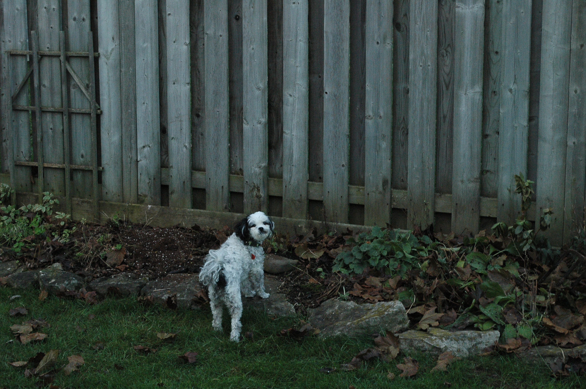 Nikon D70 + Nikon AF-S DX Nikkor 18-55mm F3.5-5.6G VR sample photo. Barking at the neighbors dog photography