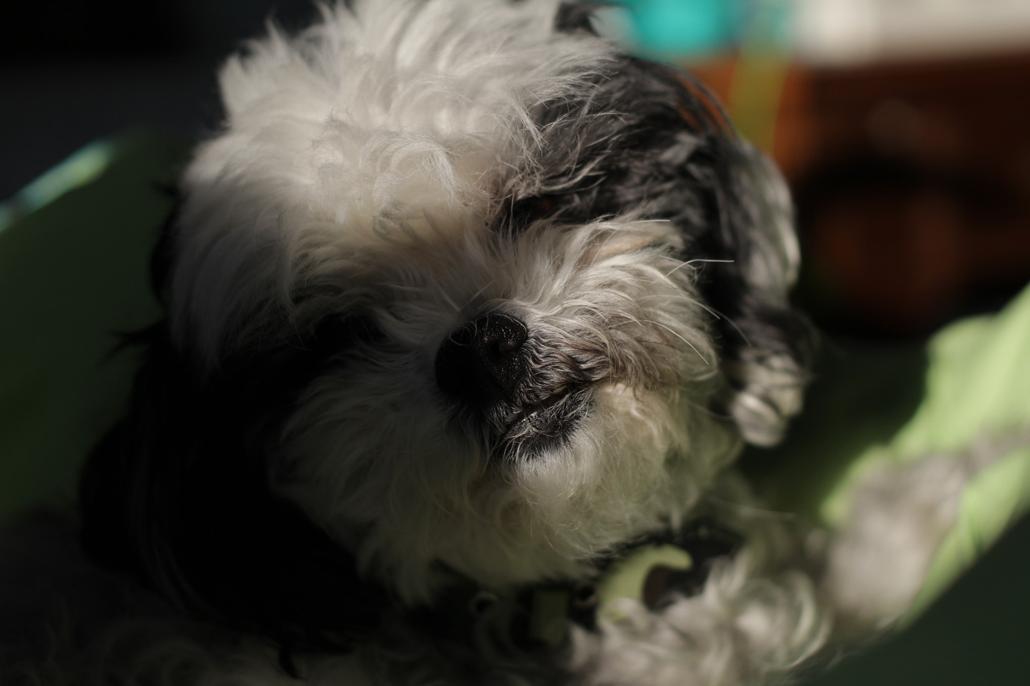 Canon EF 50mm F1.8 II sample photo. My love, my love photography