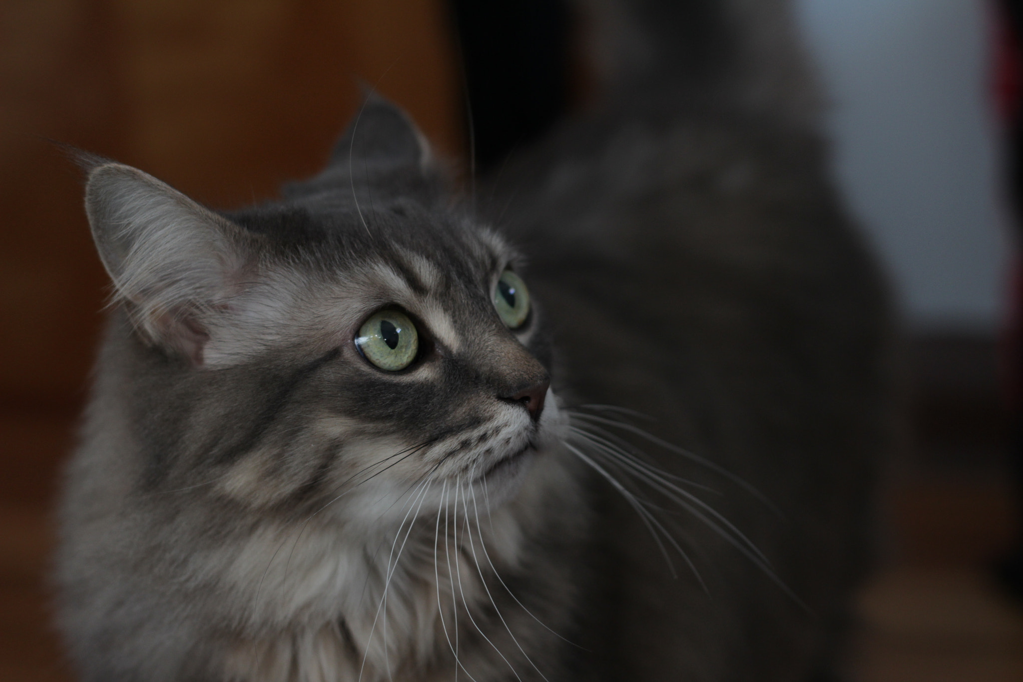 Canon EF 50mm F1.8 II sample photo. This photo was taken in my boudoir photography