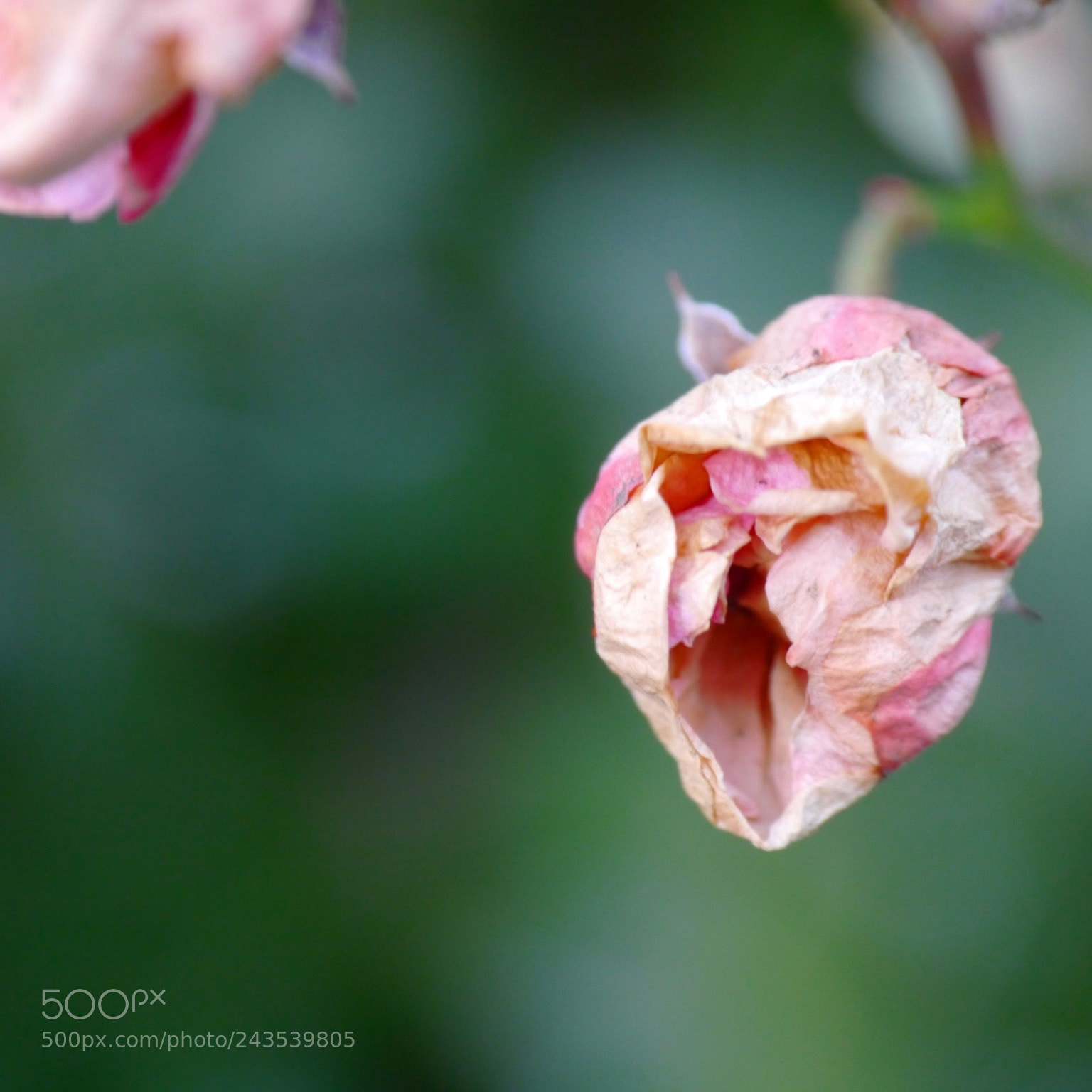 Panasonic Lumix DMC-G3 sample photo. Flowerlove photography
