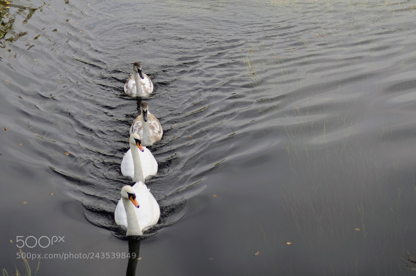 Nikon D90 sample photo. Swan family photography