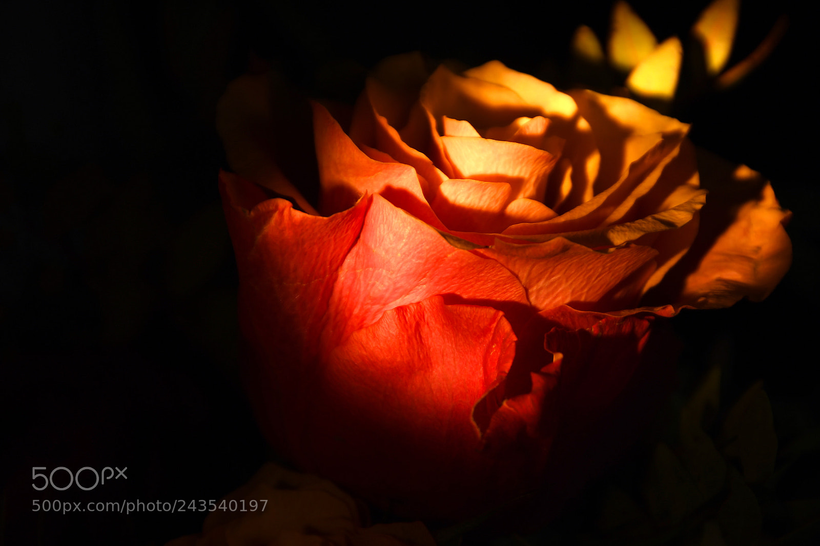 Nikon D7500 sample photo. Rose lumière artificielle photography