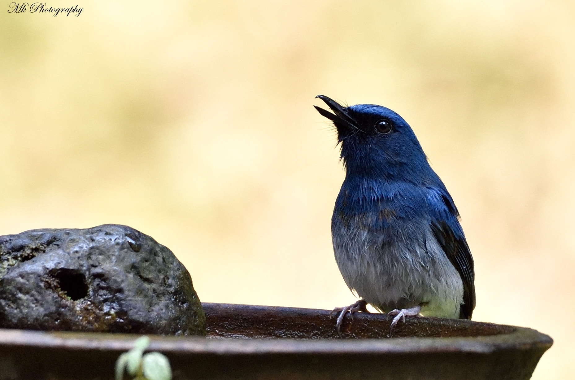 Nikon AF-S Nikkor 200-500mm F5.6E ED VR sample photo. White-bellied blue flycatcher photography