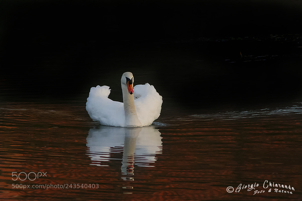 Canon EOS 7D Mark II sample photo. Cigno reale photography