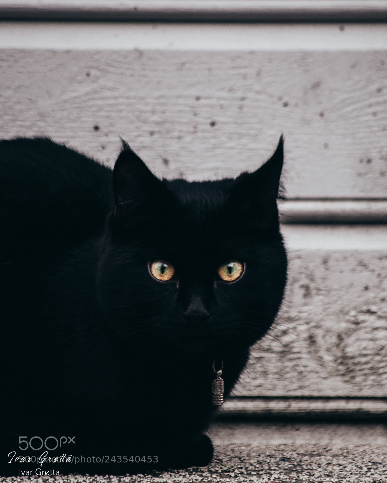 Nikon D5000 sample photo. Catspotting in bergen. photography