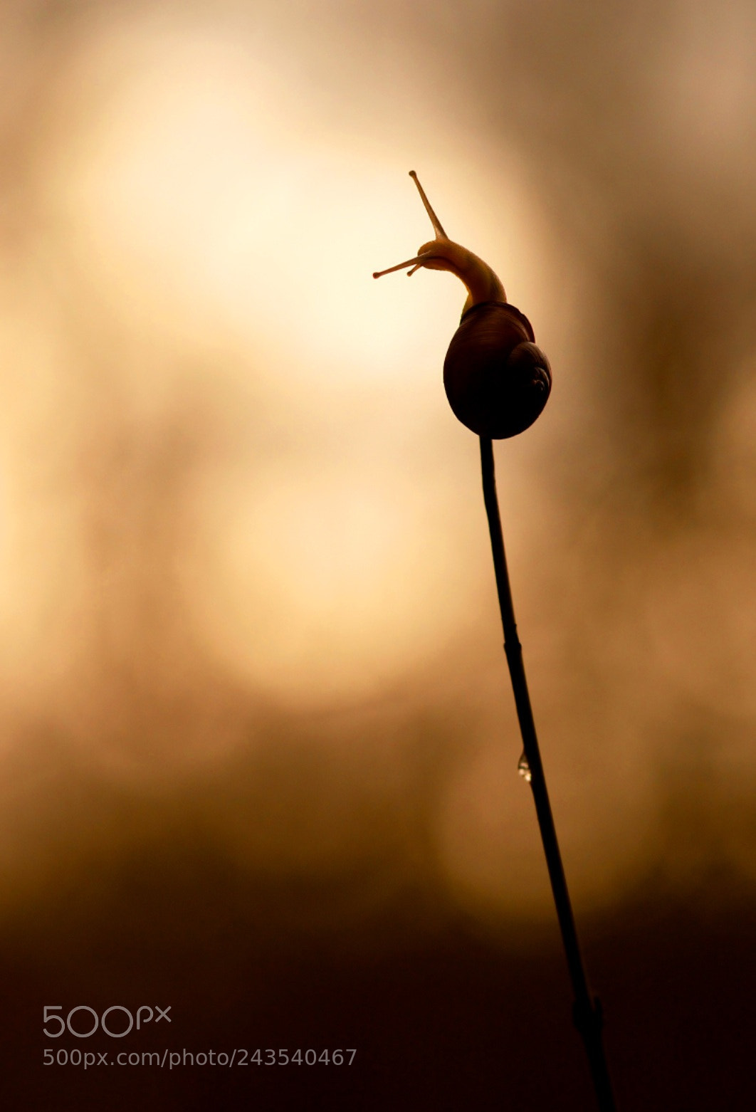 Nikon D3200 sample photo. Snail in the twilight photography