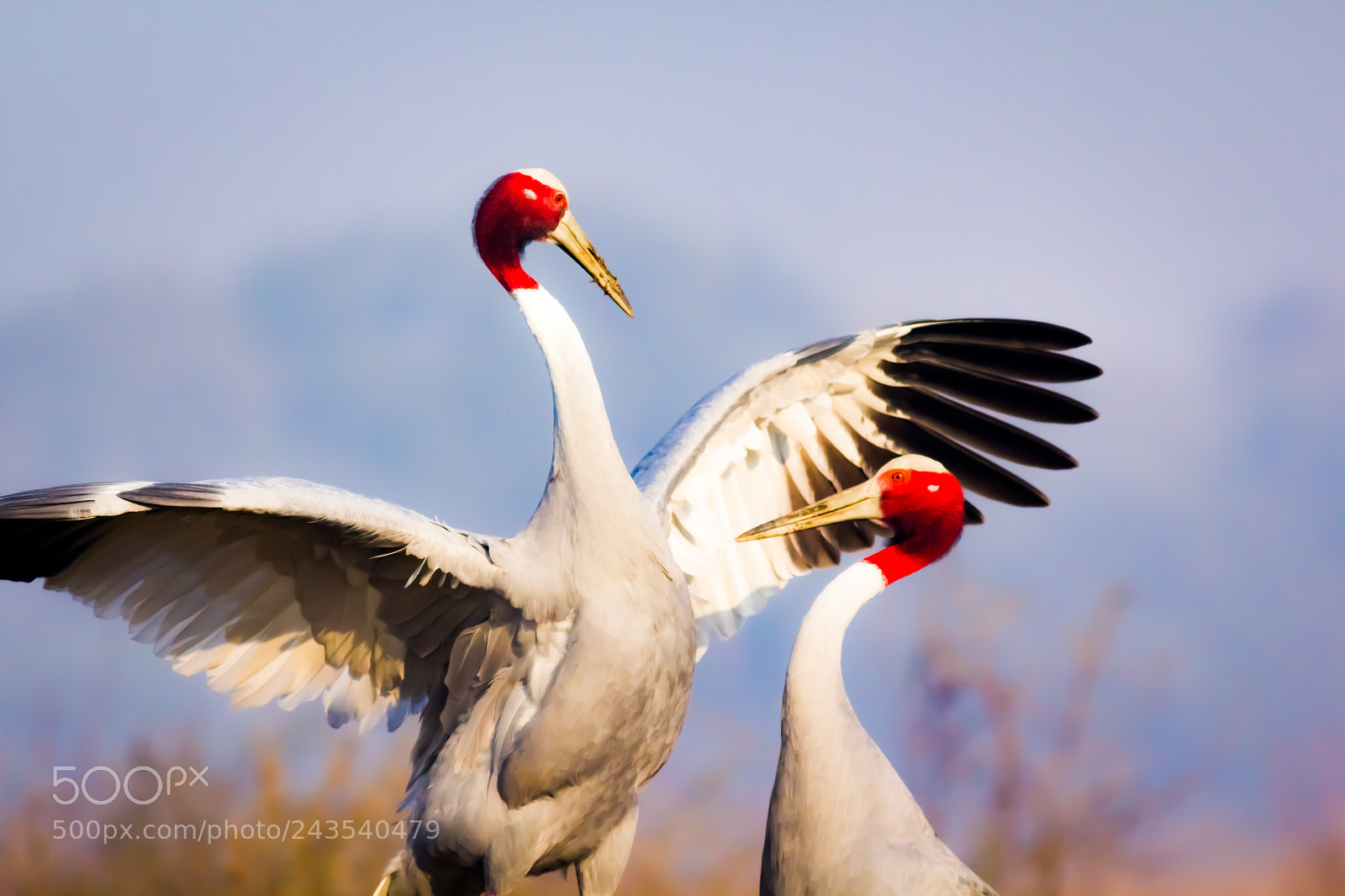 Canon EOS 550D (EOS Rebel T2i / EOS Kiss X4) sample photo. Dancing sarus cranes photography