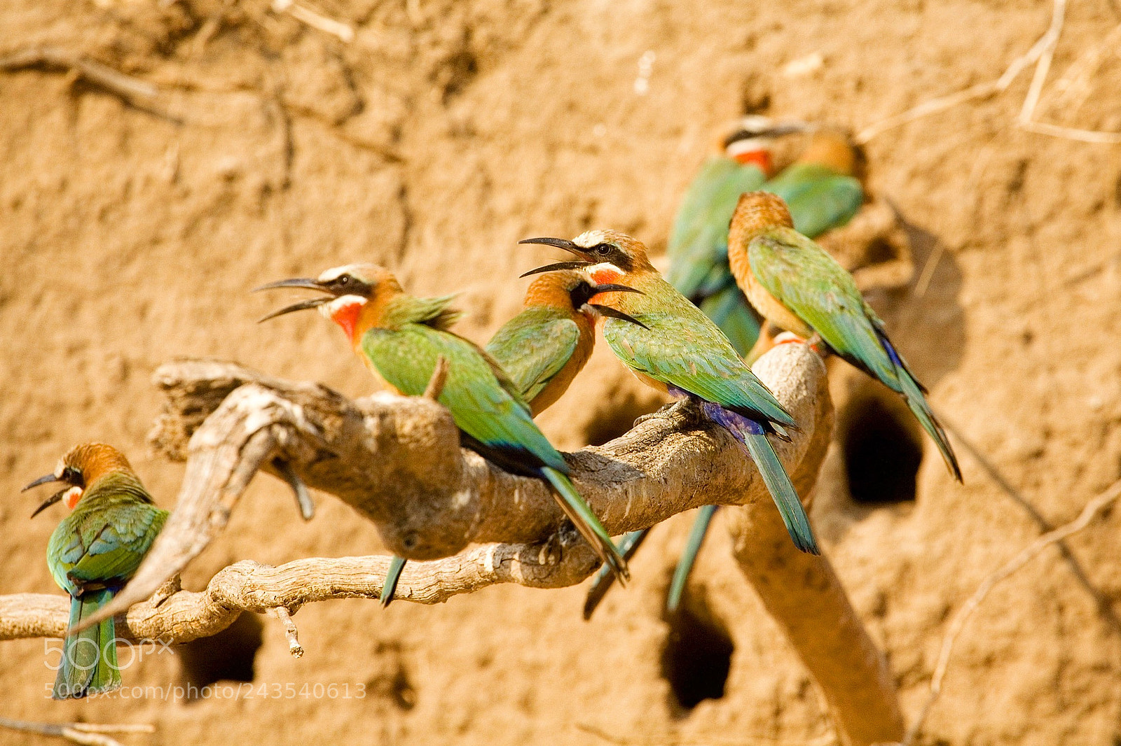 Canon EOS 5D sample photo. The colony photography