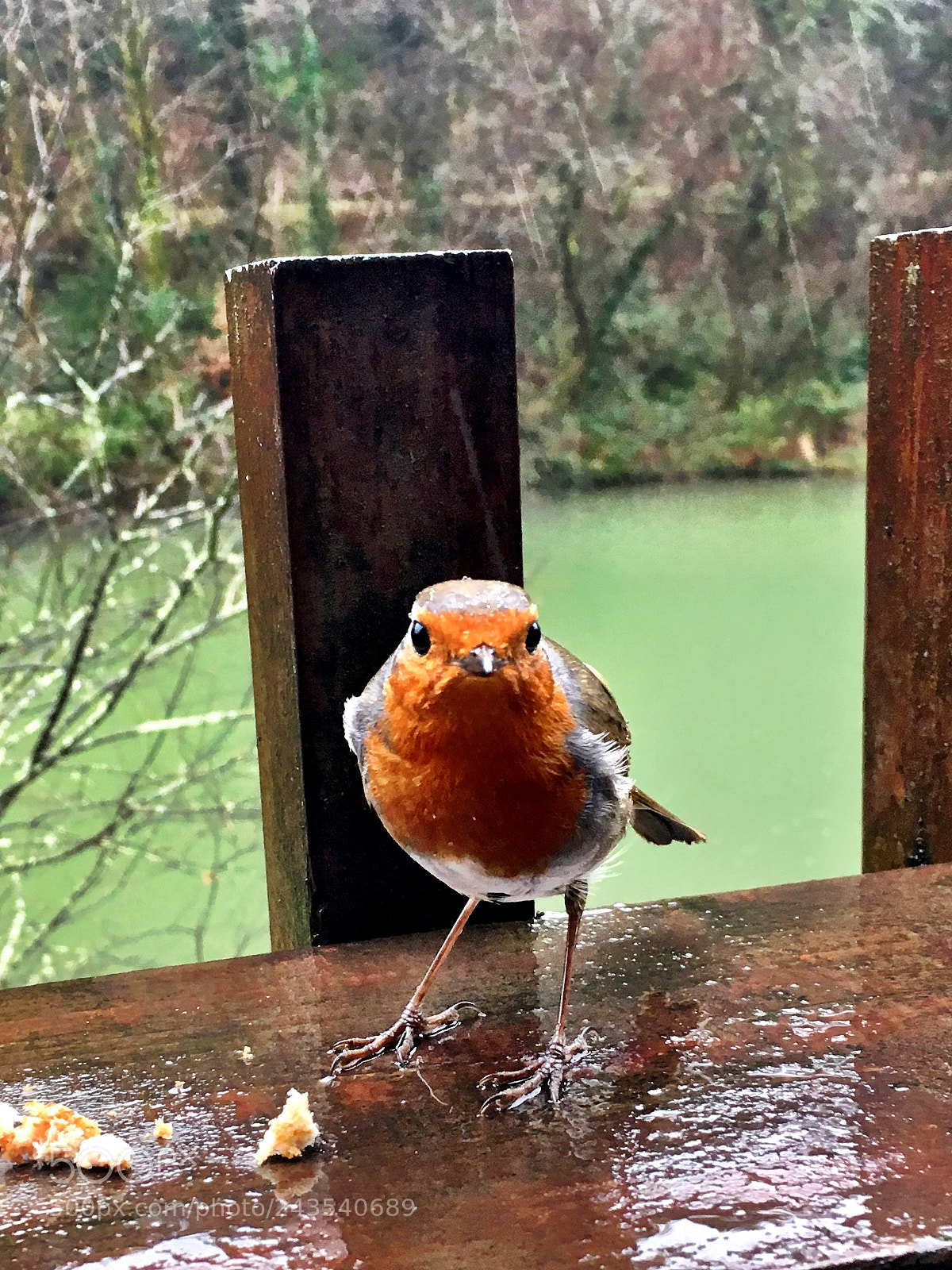Apple iPhone 6s sample photo. A special visitor ii photography