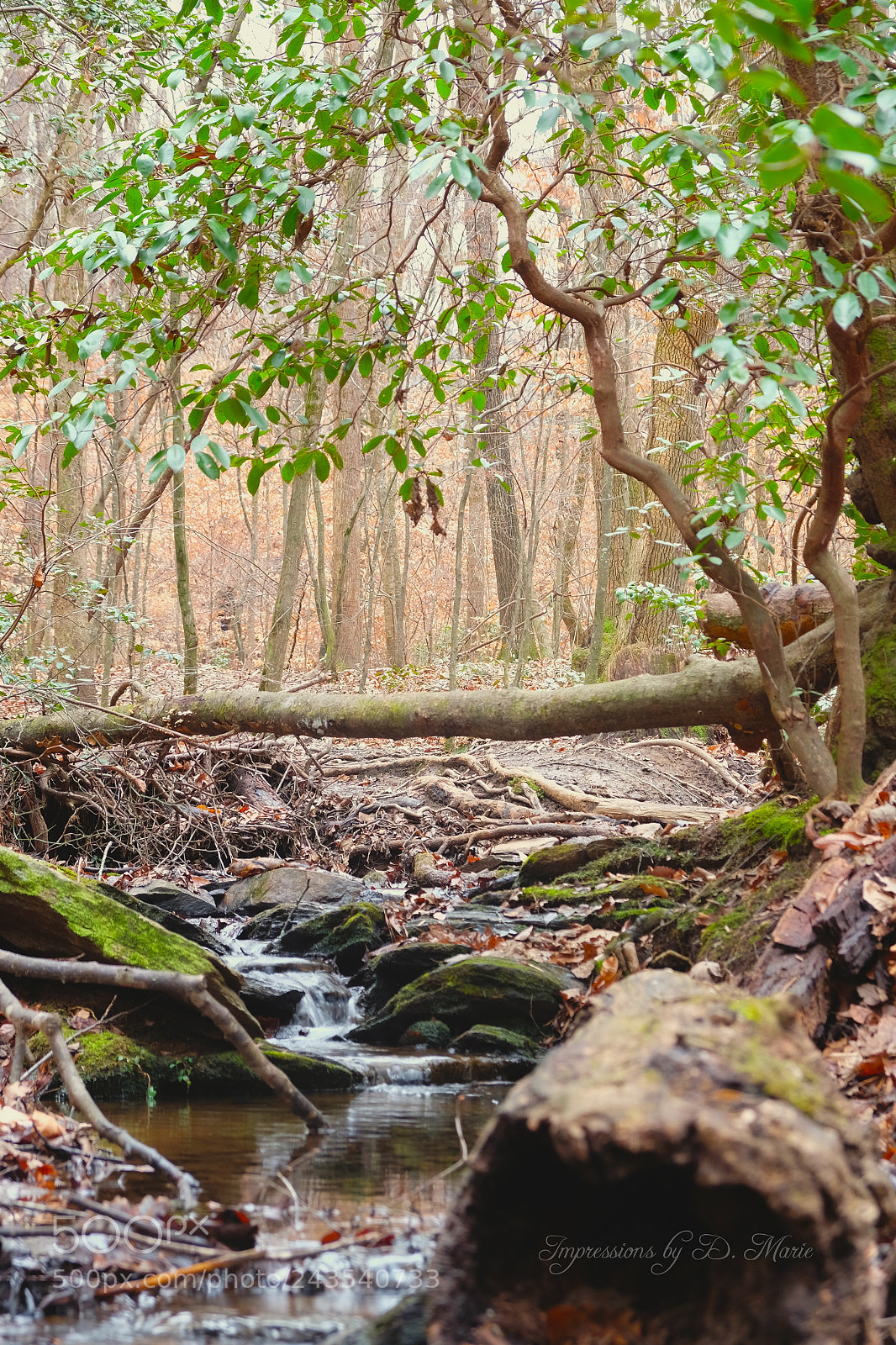 Fujifilm X-T10 sample photo. Woodland stream photography