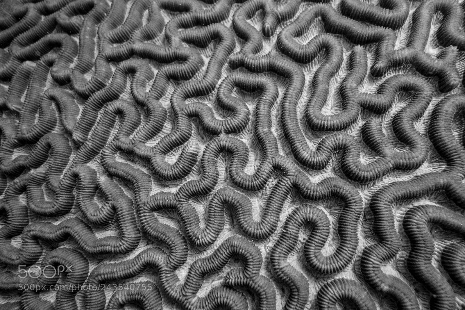 Sony Cyber-shot DSC-RX100 sample photo. Formas de cerebro photography