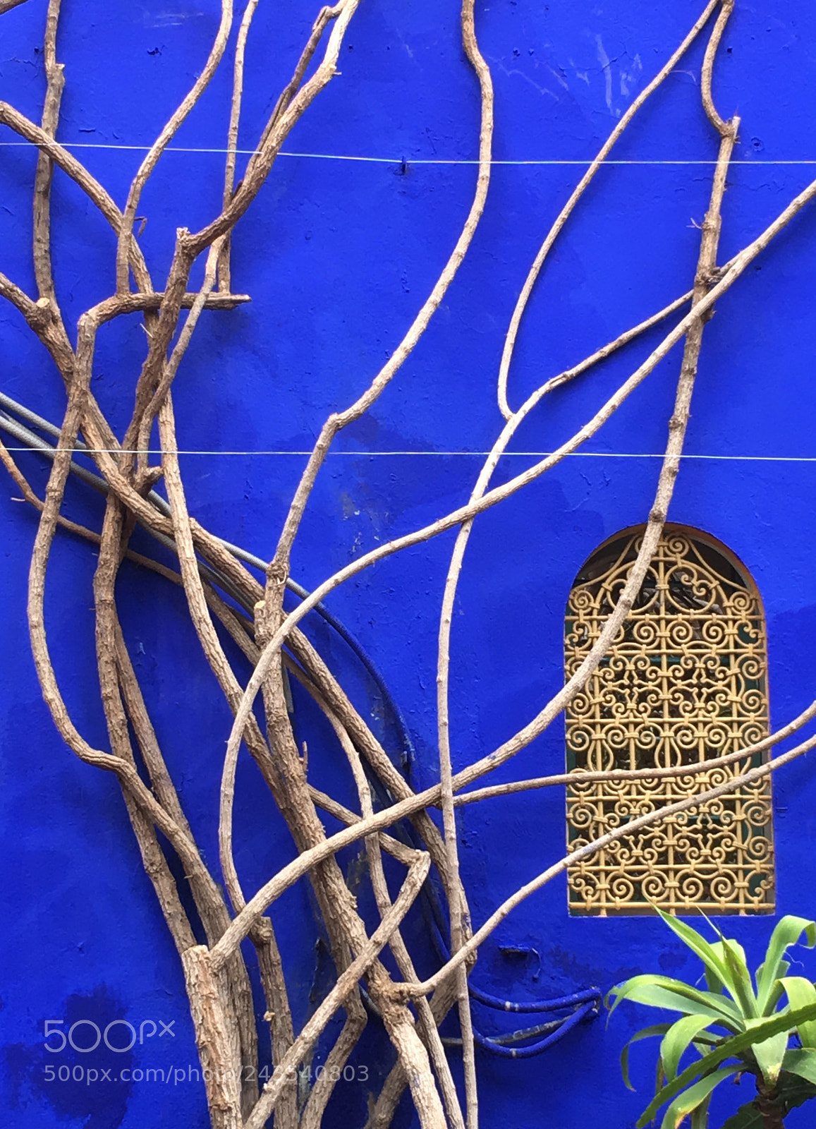 Apple iPhone 6s sample photo. Jardin marjorelle, marakesch photography