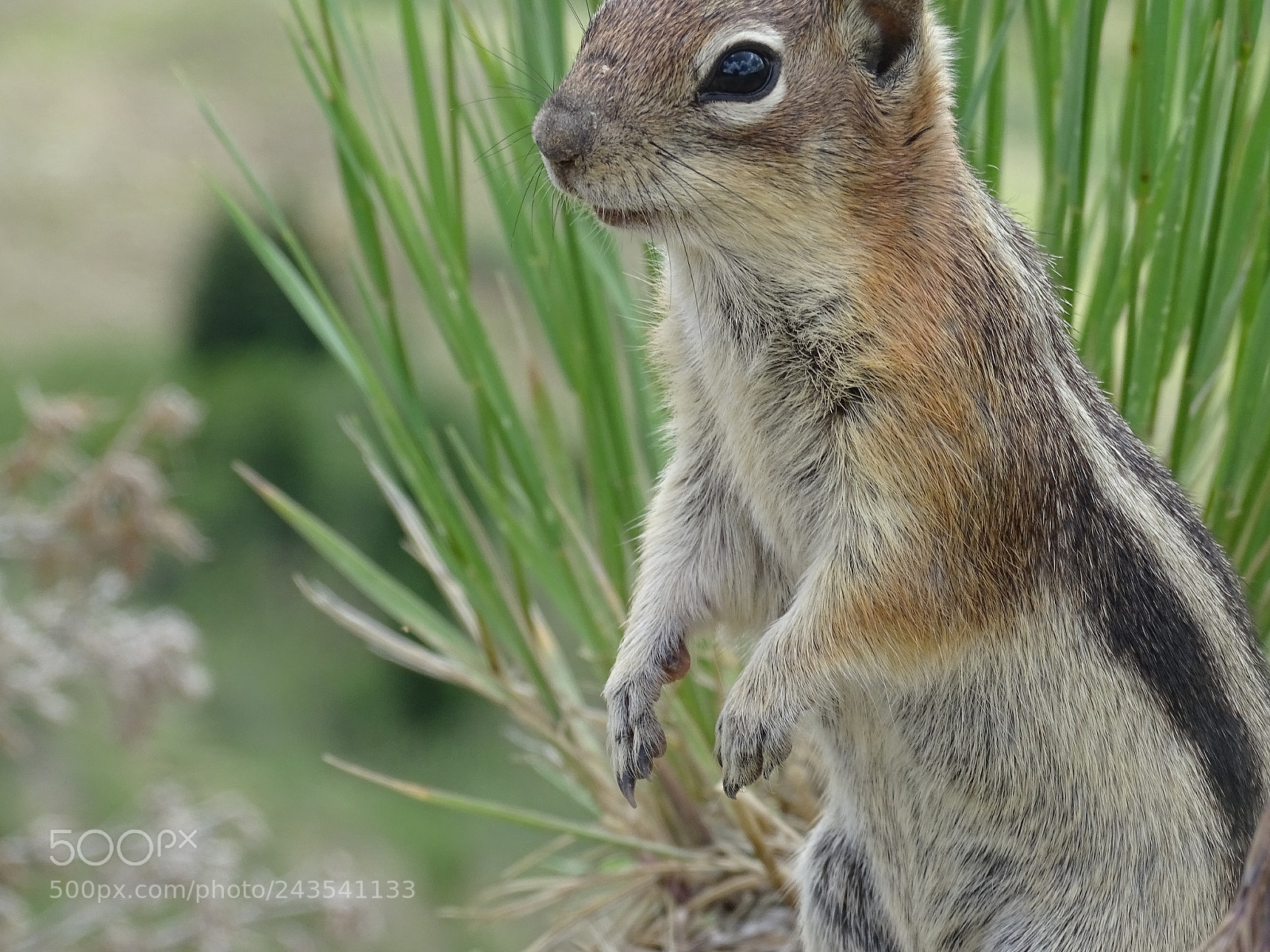 Sony Cyber-shot DSC-HX400V sample photo. Chipmunk photography