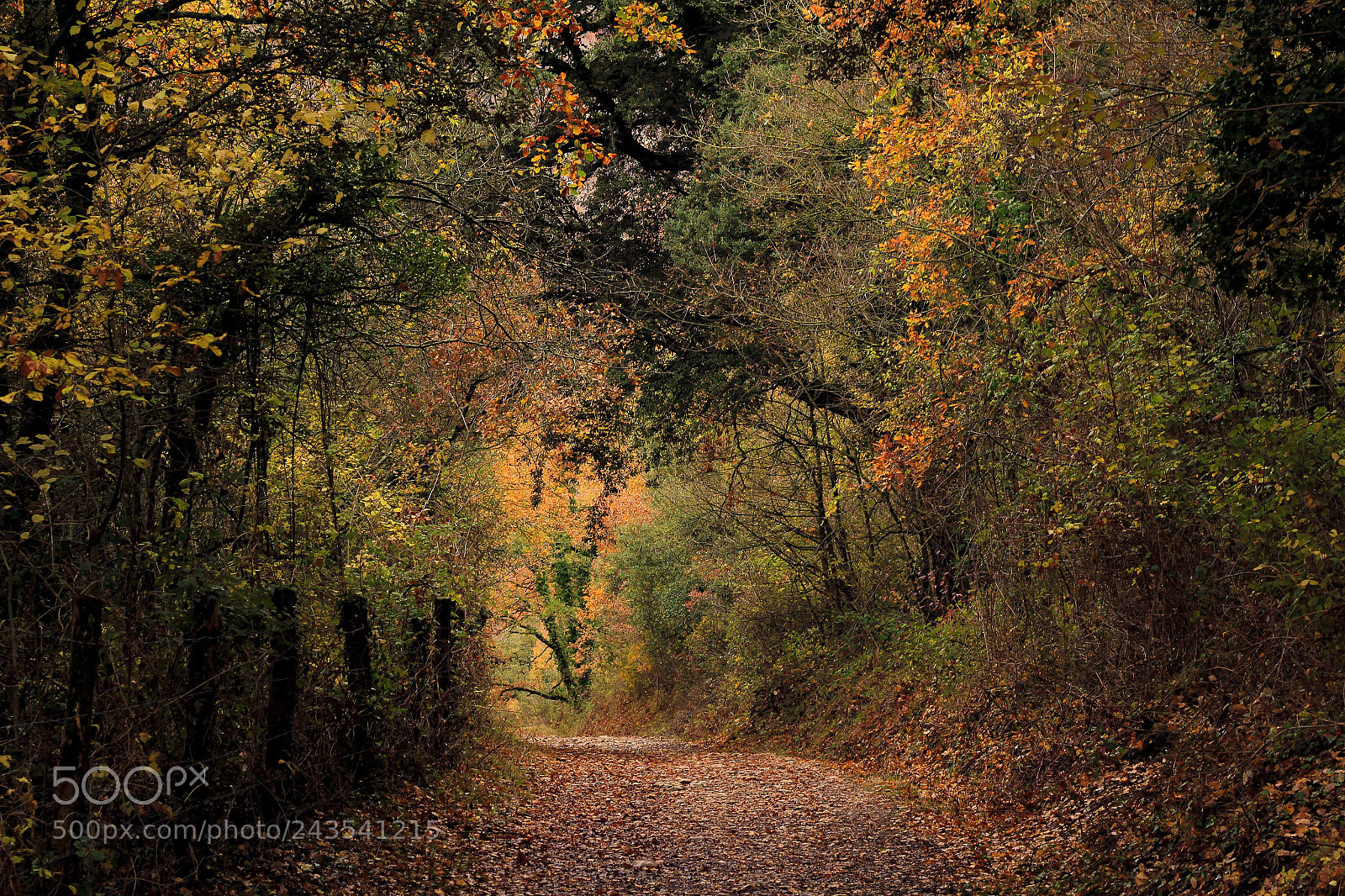 Canon EOS 60D sample photo. Into the woods photography