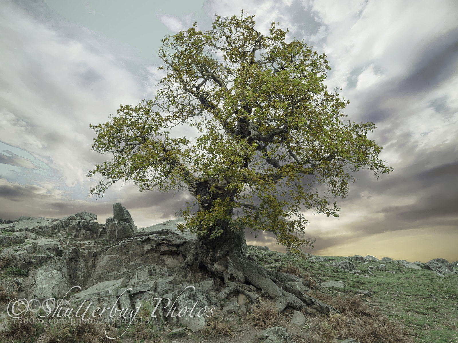 Panasonic Lumix DMC-GX8 sample photo. Trees of bradgate photography