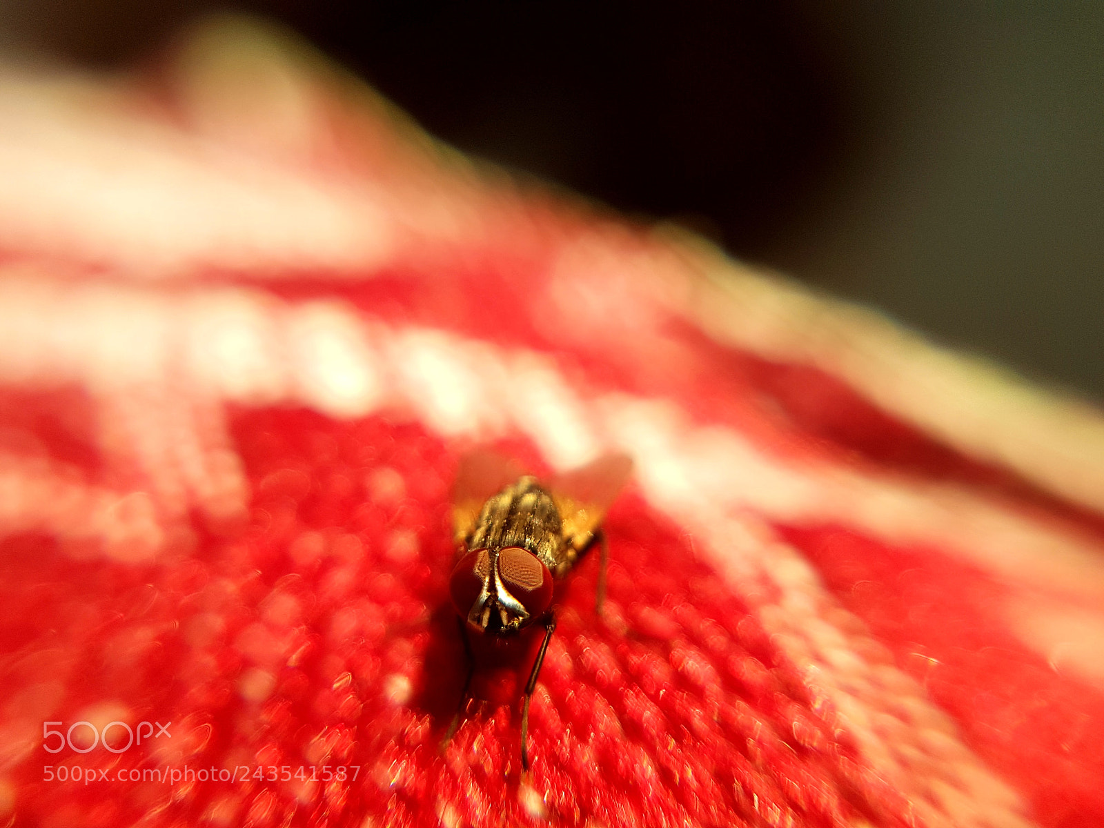 Samsung Galaxy S7 Edge sample photo. Macro photography