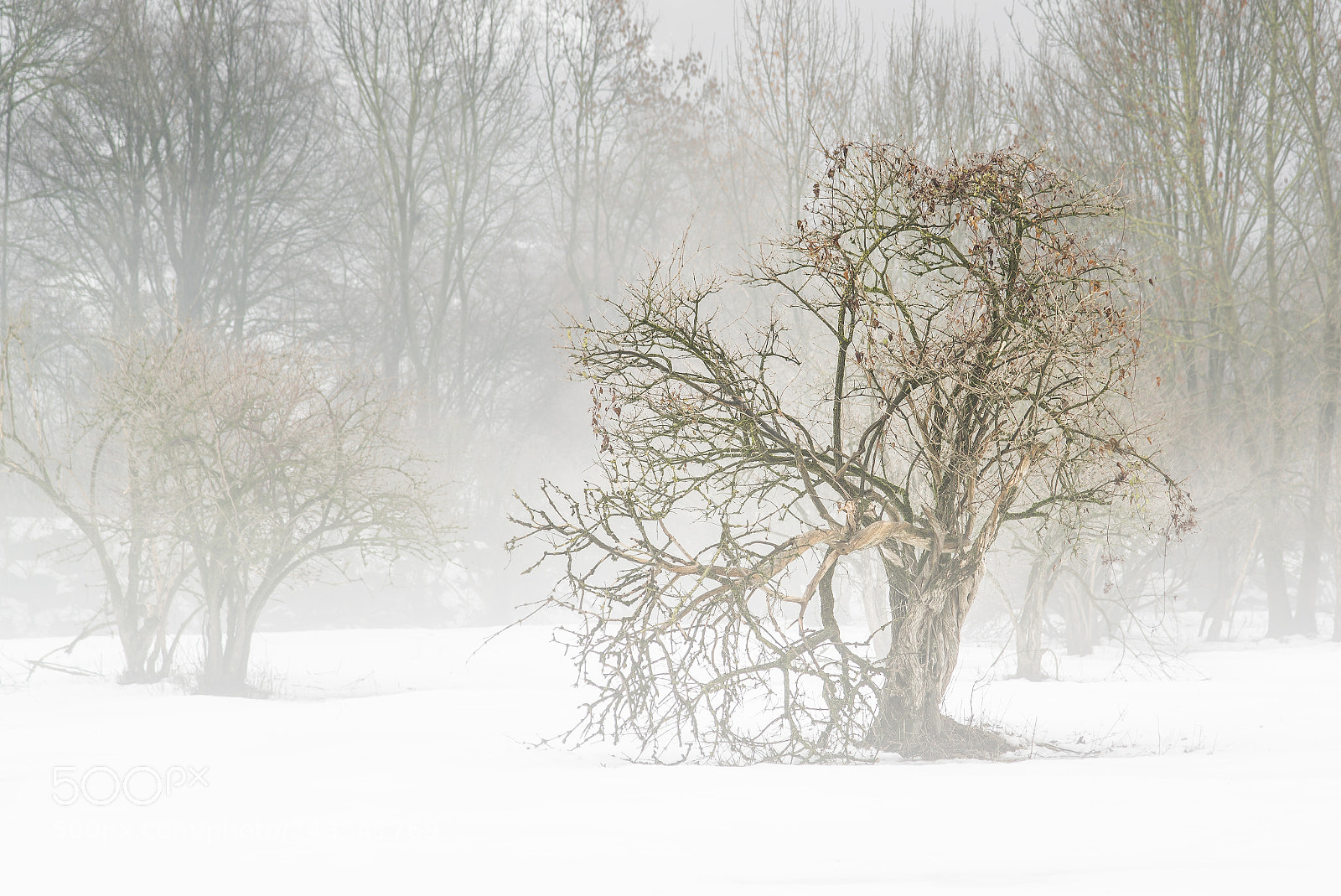 Nikon D610 sample photo. Winterwonderworld photography