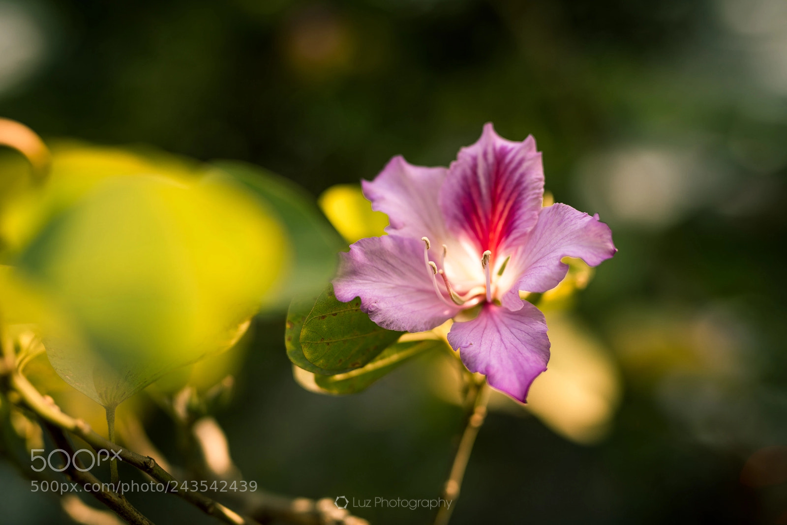 Nikon D810 sample photo. Shinning redbud photography