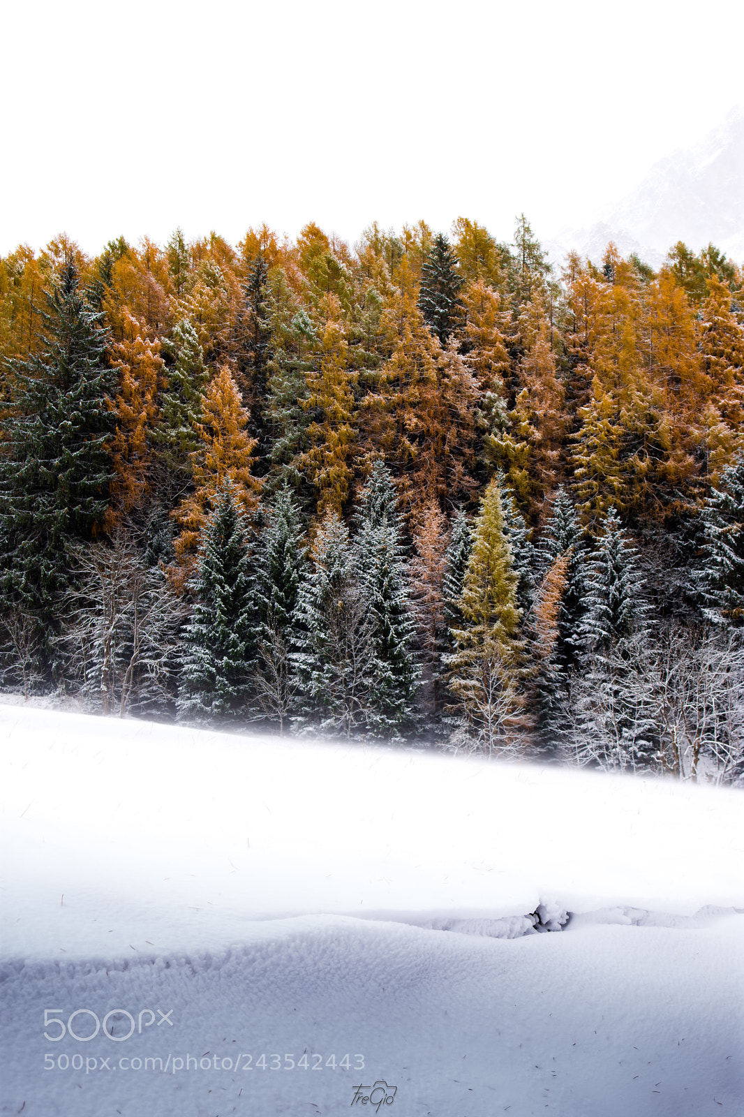Nikon D7200 sample photo. Colorful autumn, white winter photography