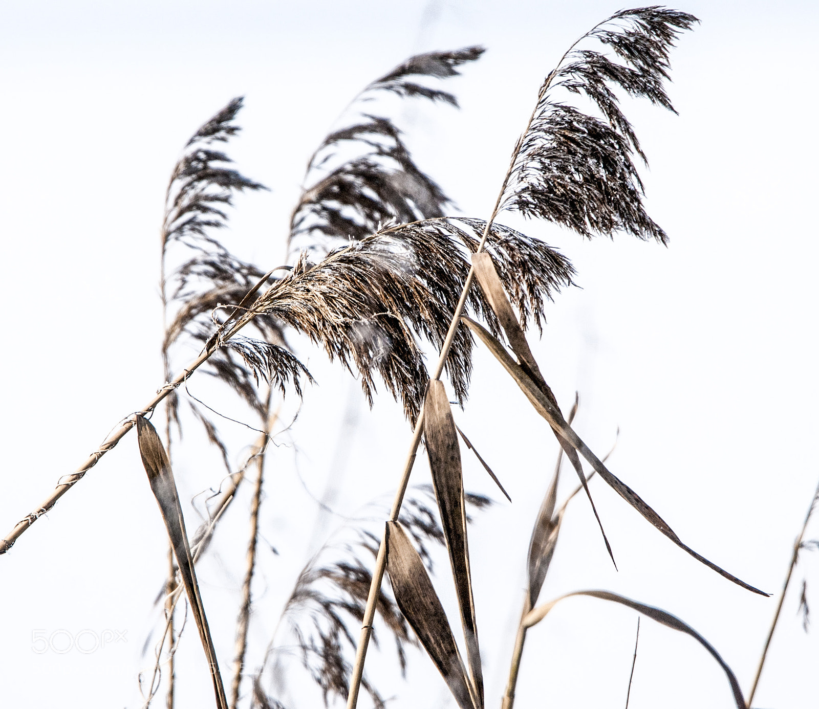 Nikon D300 sample photo. Winter photography