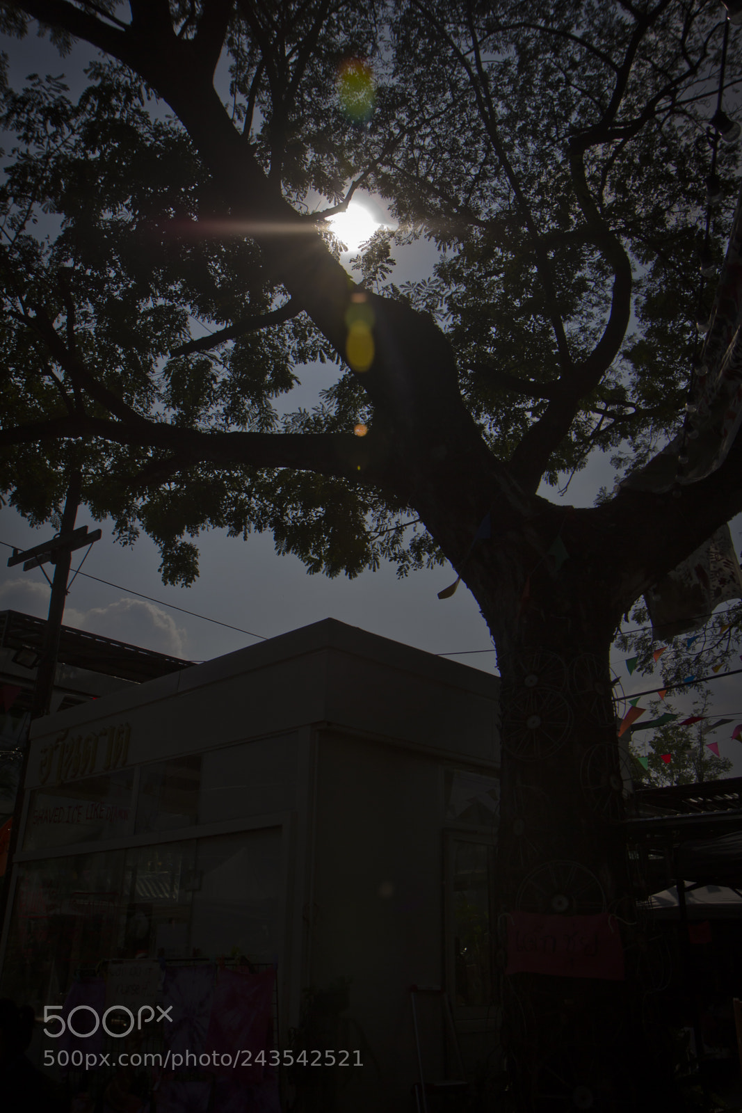 Canon EOS 60D sample photo. Silhouettes with flare photography