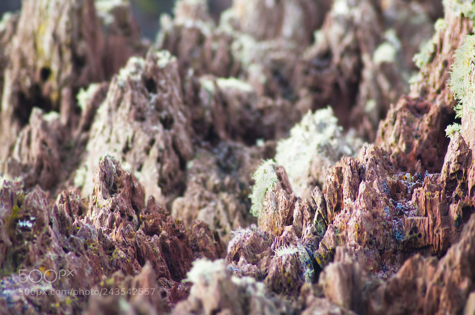 Nikon D3200 sample photo. Macro terrain photography