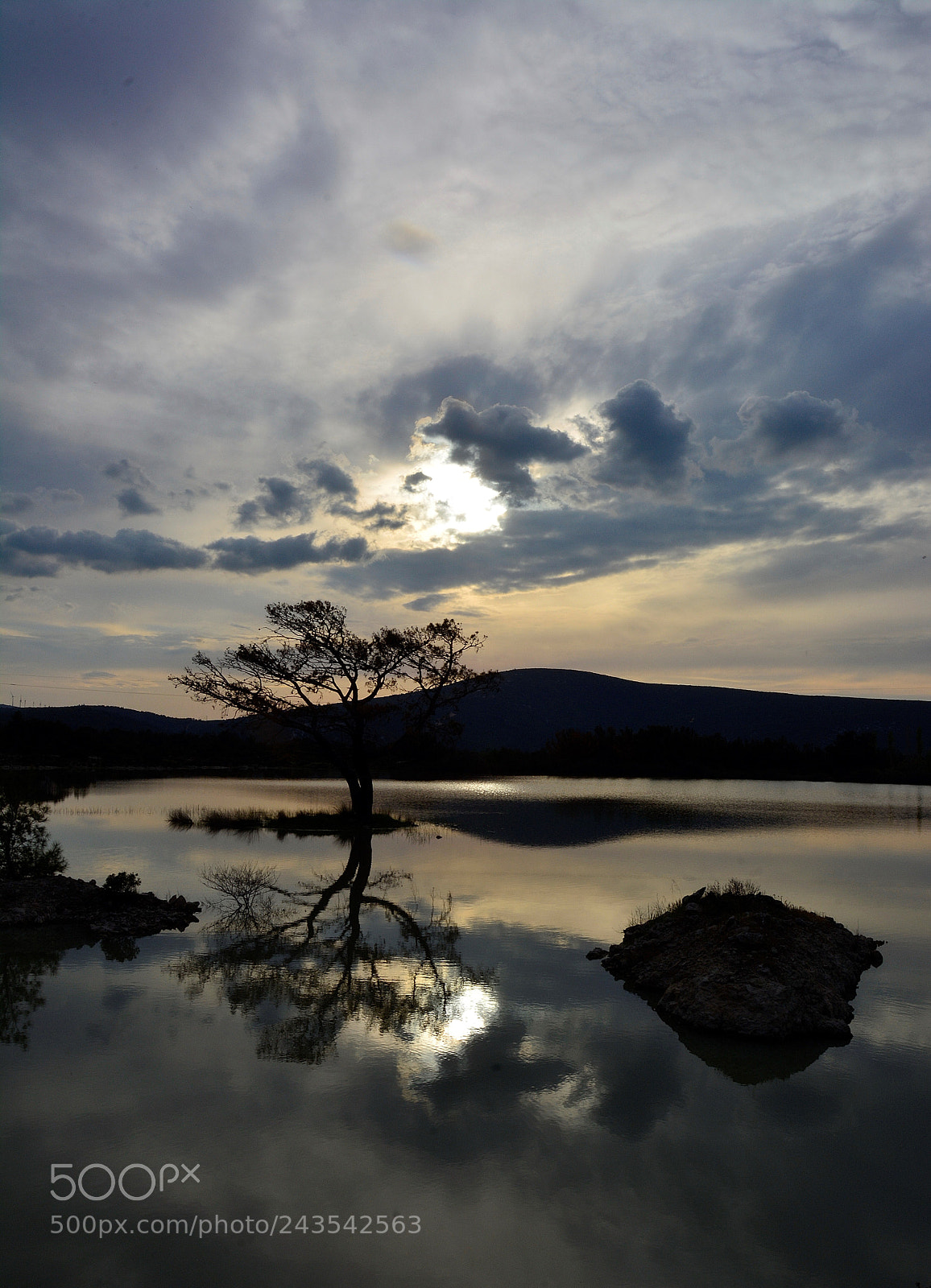 Nikon D7100 sample photo. Tree photography
