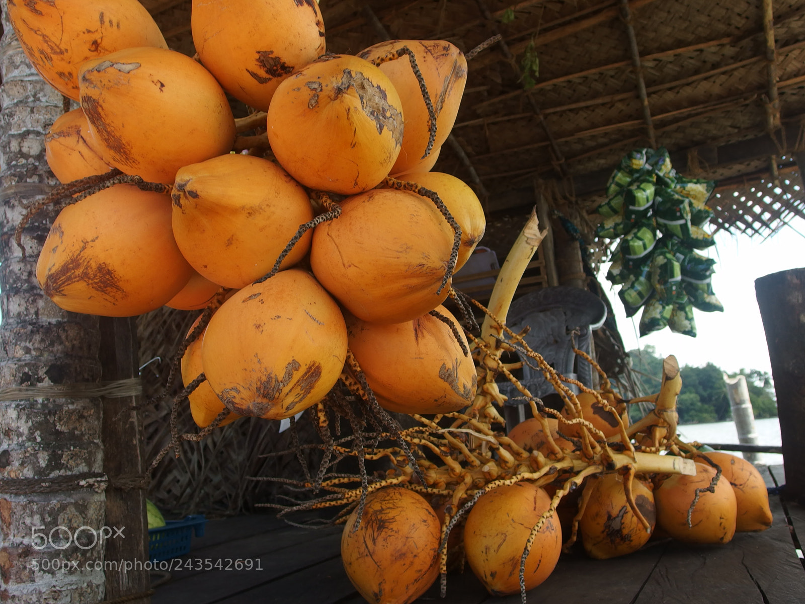 Olympus XZ-2 iHS sample photo. Coconuts photography