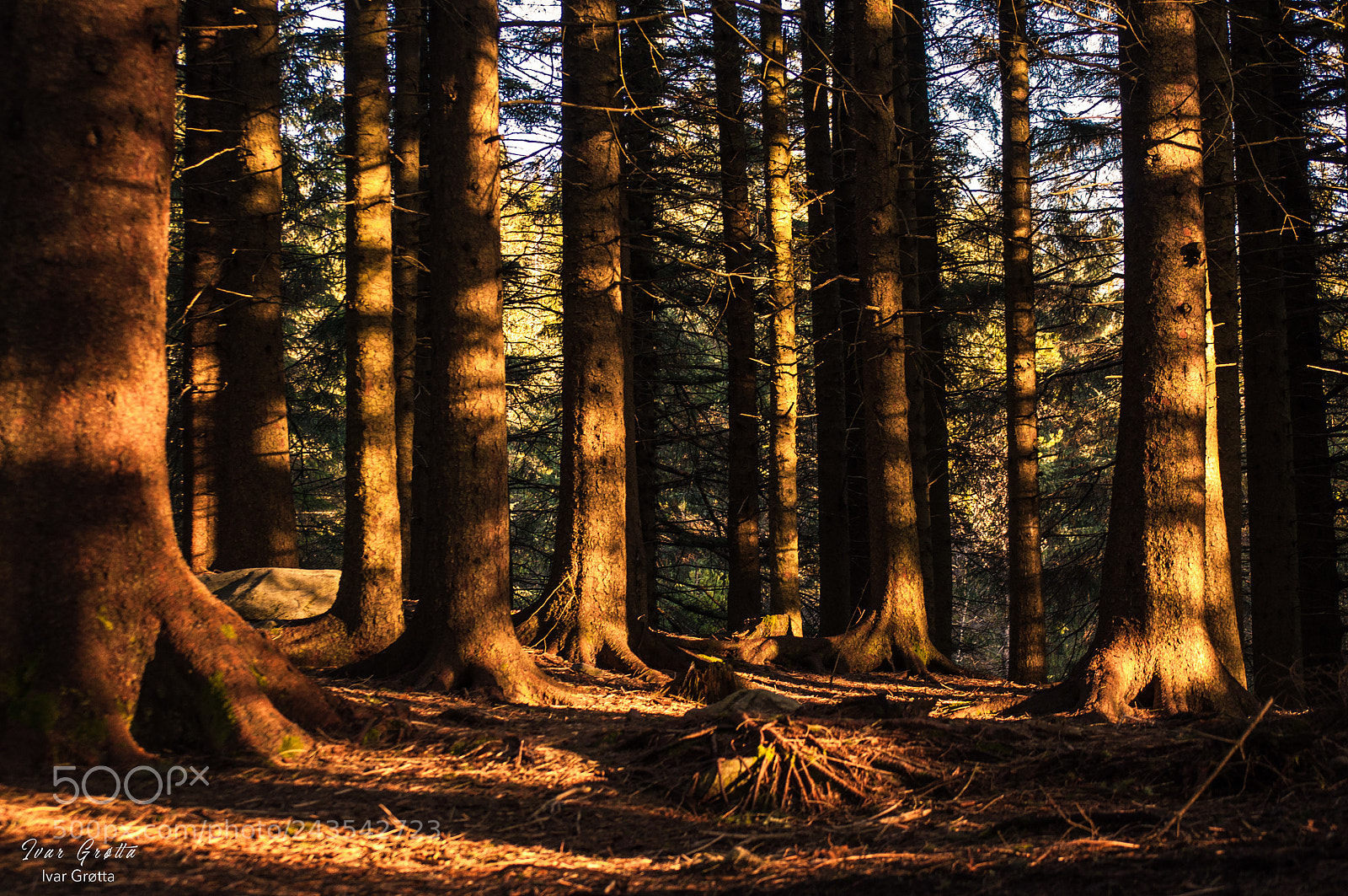 Nikon D5000 sample photo. Forrest. photography