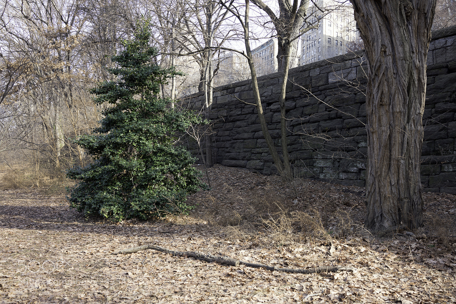 Sony Cyber-shot DSC-RX1R II sample photo. Forever green photography