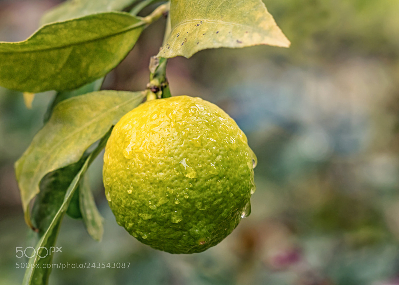 Canon EOS 5DS sample photo. One lemon hanging on photography