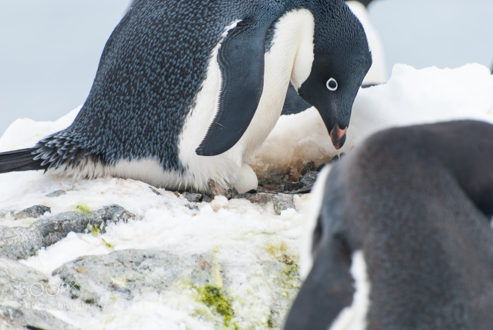 Nikon D40X sample photo. Adelie penguin sitting on photography