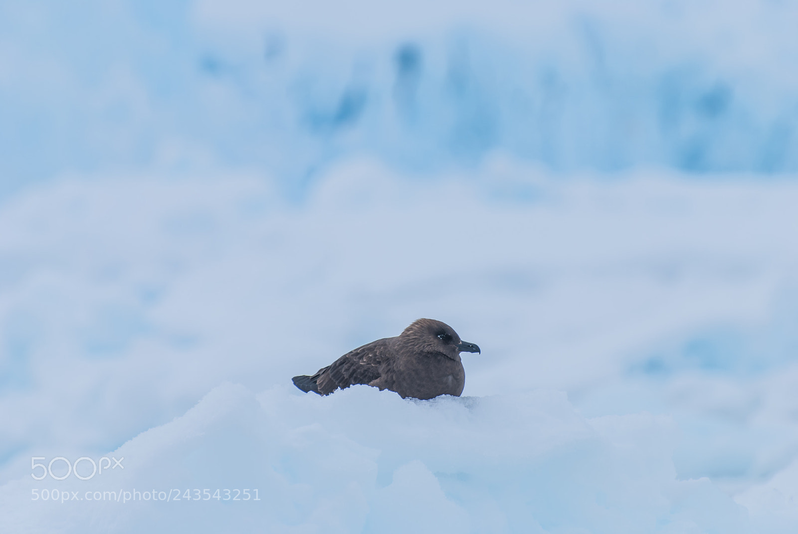 Nikon D40X sample photo. Antarctic skua 2 photography