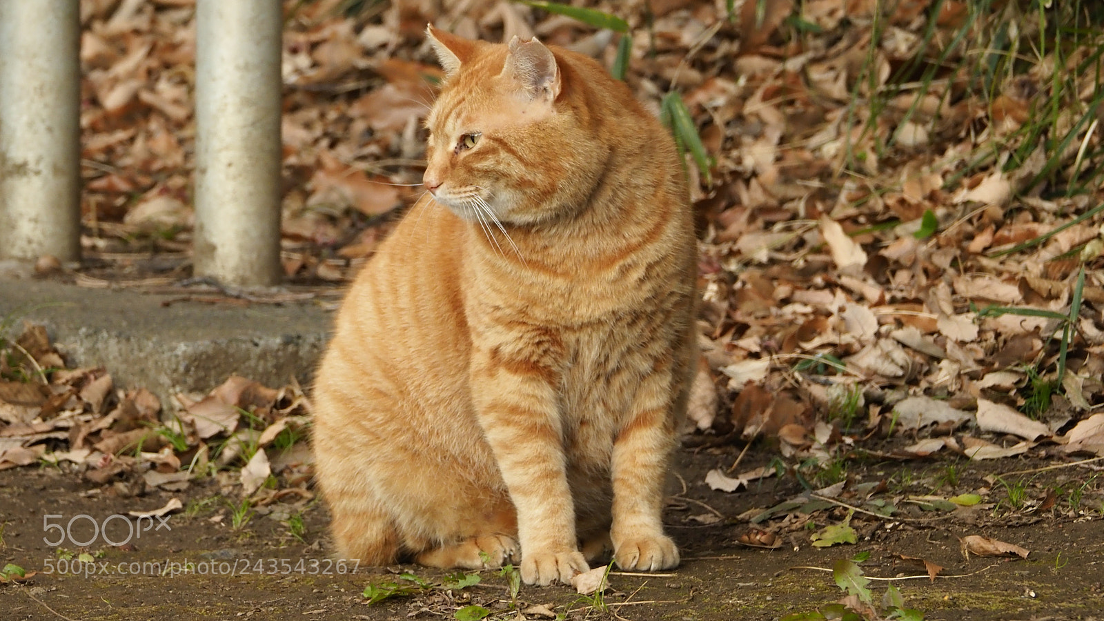 Olympus OM-D E-M1 Mark II sample photo. I wonder what? photography