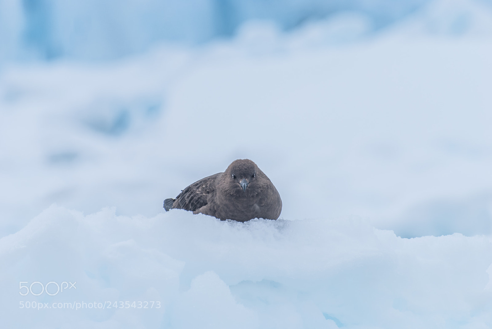 Nikon D40X sample photo. Antarctic skua photography