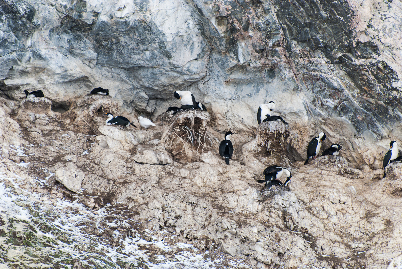 Nikon D40X sample photo. Blue-eyed shags nesting, lemaire photography