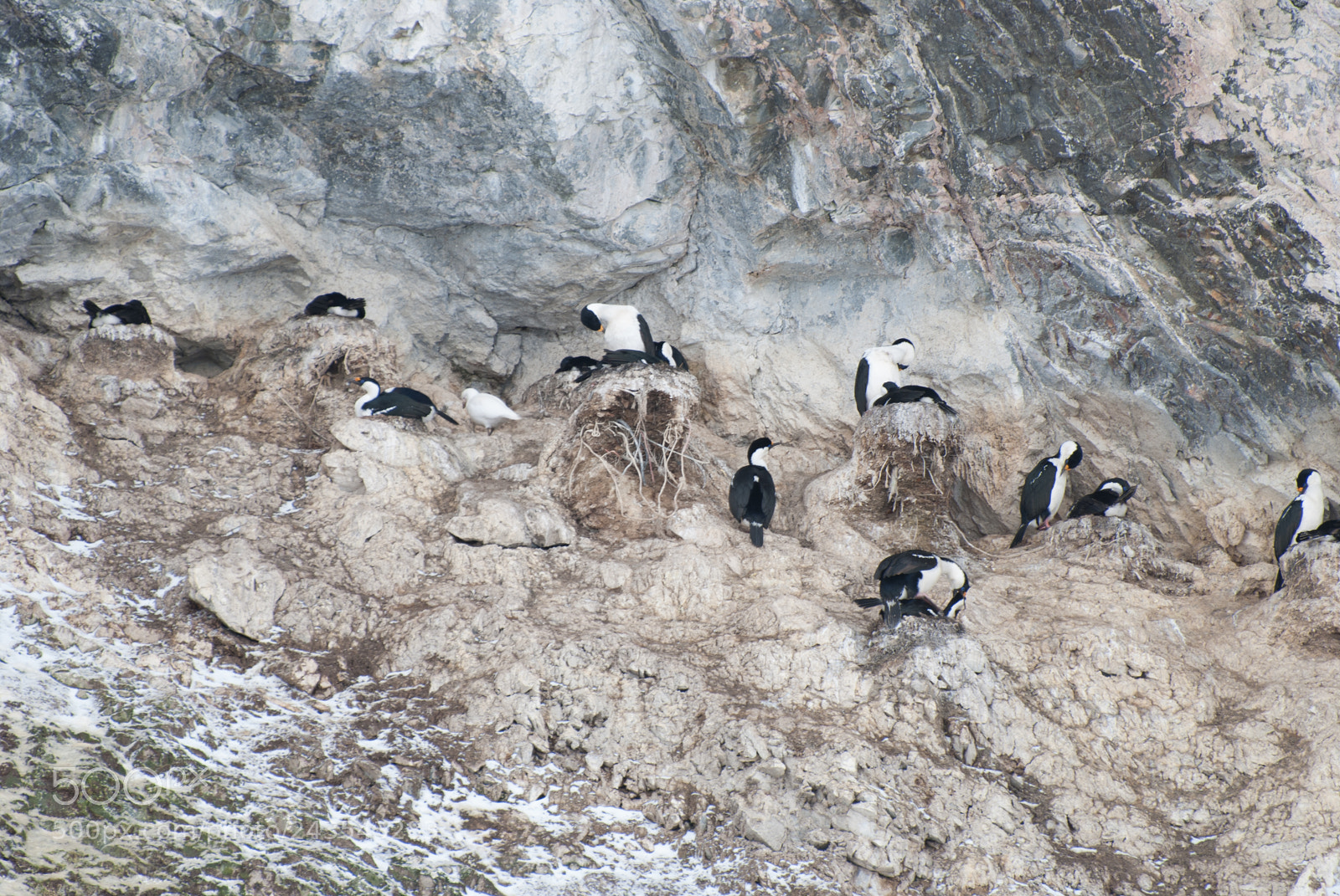 Nikon D40X sample photo. Blue-eyed shags nesting, lemaire photography
