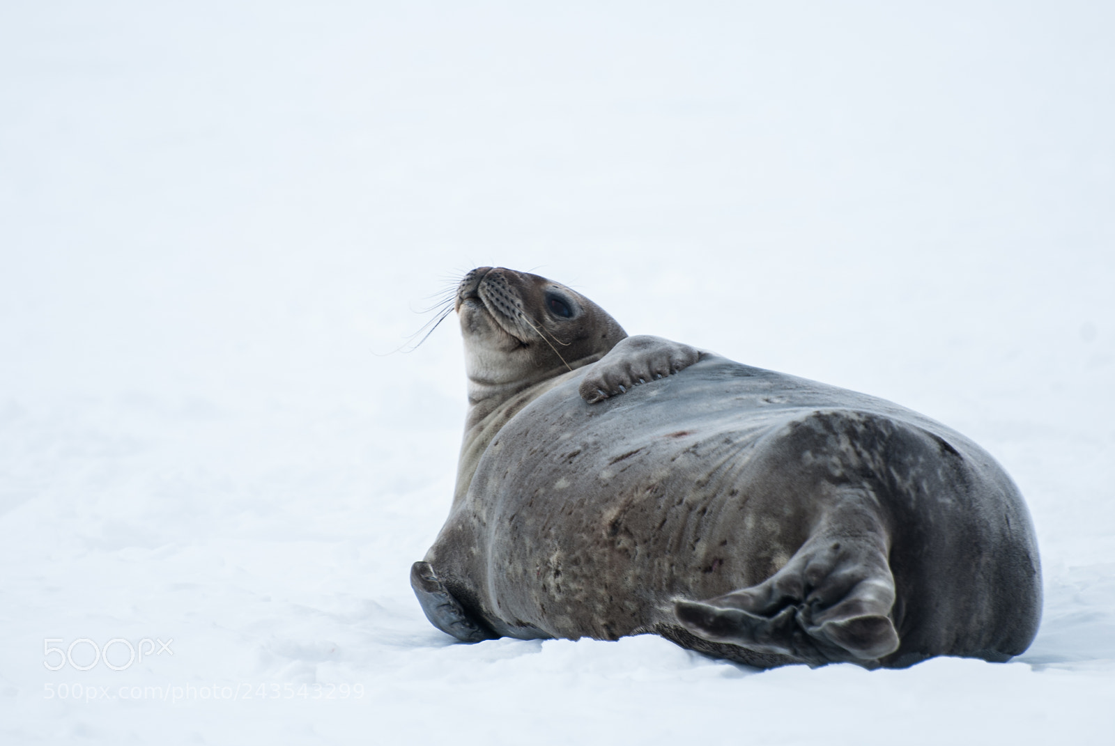 Nikon D40X sample photo. Crabeater seal, antarctica photography