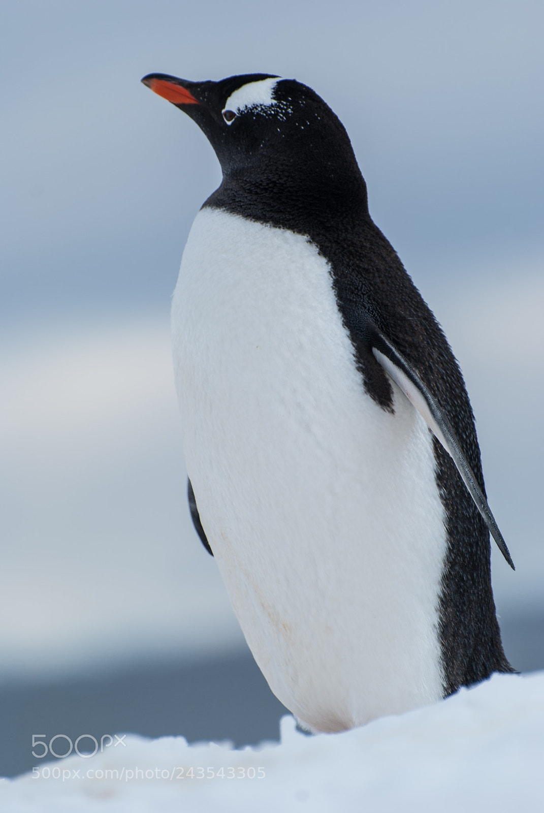 Nikon D40X sample photo. Gentoo penguin portrait photography