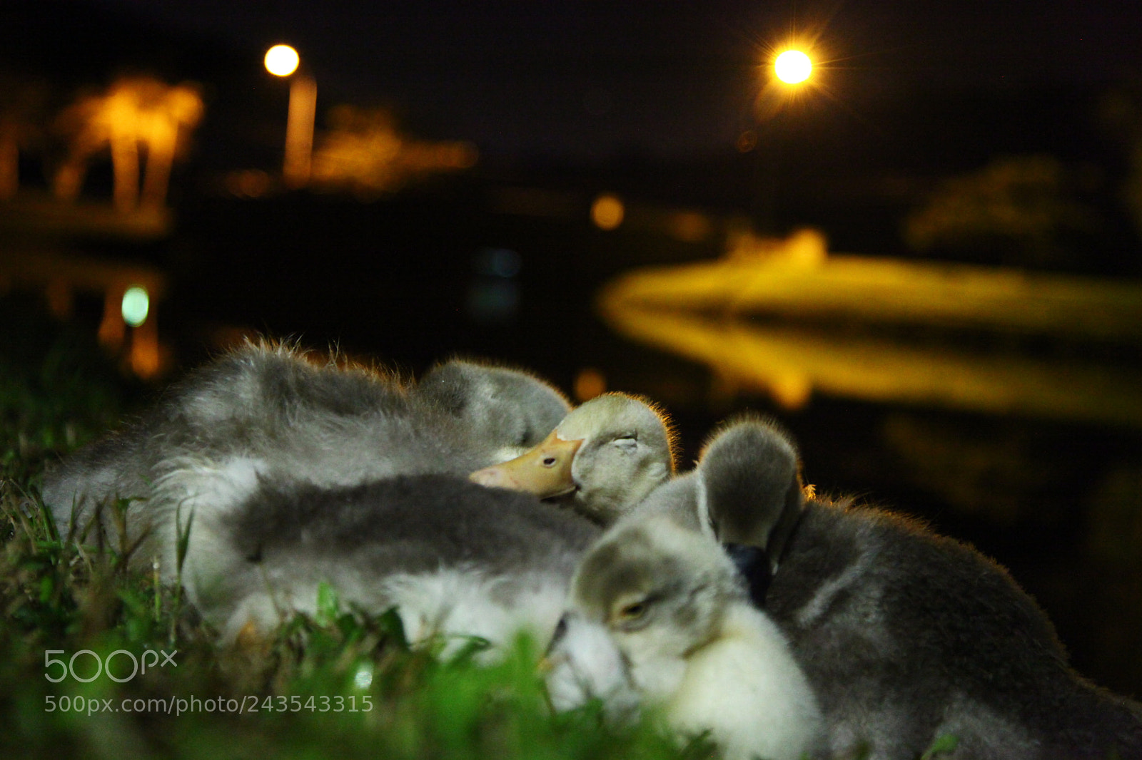 Canon EF 24-105mm F4L IS USM sample photo. Ducks photography