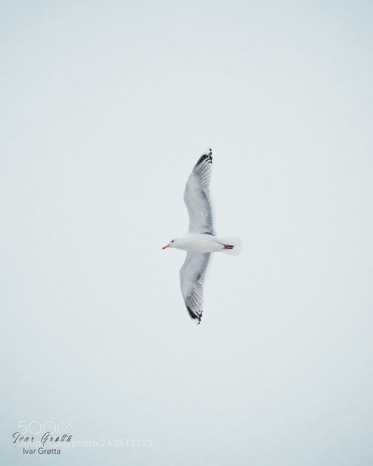 Nikon D5000 sample photo. Birds flying high photography